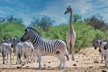 African national park safari scene with Zebra's and Giraffe