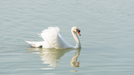 White swan swimming in a lake.