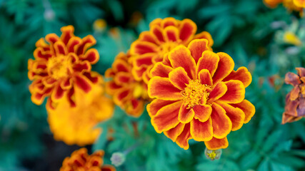 Marigolds flowers plant in the garden.