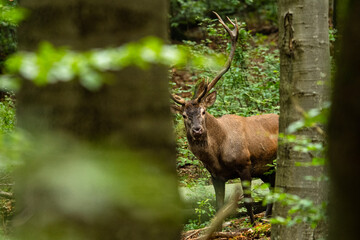 Naklejka na ściany i meble The Red Deer stag during the rutting season in the Carpathians.