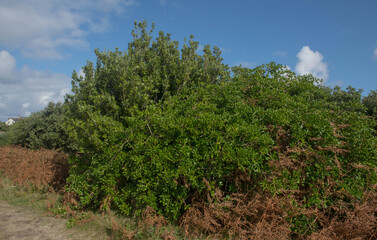 Green Foliage of the Evergreen Karo Shrub (Pittosporum crassifolium) Growing by the Coast on the Island of Bryher in the Isles of Scilly, England, UK