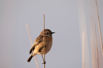 European stonechat (Saxicola rubicola), Castilla la Mancha, Spain © tomascalle