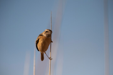 European stonechat (Saxicola rubicola), Castilla la Mancha, Spain