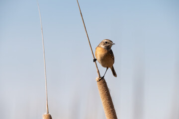 European stonechat (Saxicola rubicola), Castilla la Mancha, Spain