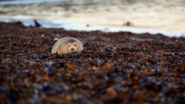Scenery with Gray Seal on island of Helgoland, Duene, Germany