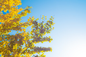 イチョウの光と影