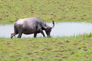 buffalo standing in meadow