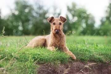Portrait of an Irish Terrier on the green grass. - 395884810