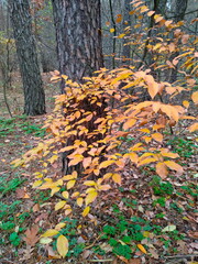 autumn in the forest