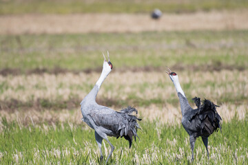 Fototapeta premium Hooded cranes whooping in rice field