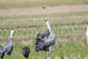 Hooded cranes whooping in rice field