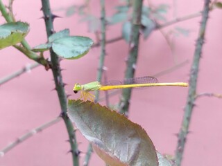 housefly on a leaf 