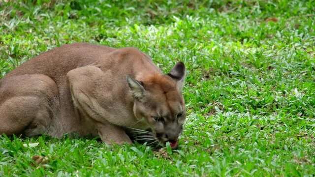 Cougar's eating the squirrels they hunt.