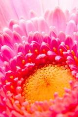 Soft pink gerbera flower close up. Pink Gerber macro view. Could be used as colorful background for any design or wallpaper.
