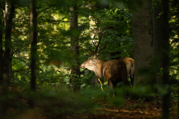 The Red Deer stag during the rutting season in the Carpathians.