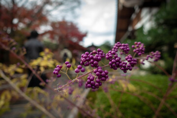 秋の京都、紫野の大徳寺塔頭 興臨院の庭園に咲くムラサキシキブ