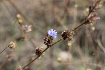 Macro photography of a plant. Autumn. Blurred background. Chicory.