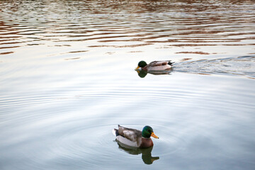 Ducks close up on a calm lake at the end of the day in an autumn day, duck reflection on the water, beautiful ducks
