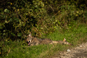 Young Grey Wolf. The Carpathian Mountains. Poland