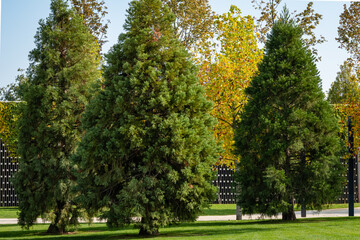Fototapeta na wymiar Giant sequoiadendron (Giant sequoia or giant sequoia) in city park of Krasnodar. Close-up. Three young trees Giant sequoiadendron grow on green lawn of Galician Square. Sunny Autumn 2020