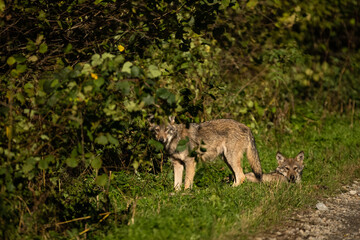 Young Grey Wolf. The Carpathian Mountains. Poland