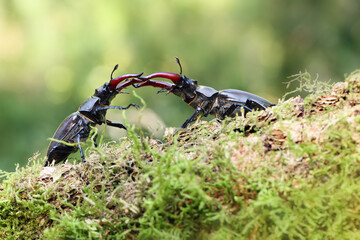Lucanus cervus is the best-known species of stag beetle, fighting males. Two large beetles are pushed on a trunk with moss with a green background.