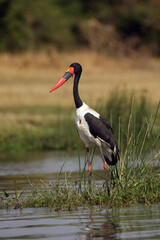 The saddle-billed stork (Ephippiorhynchus senegalensis) in the river.