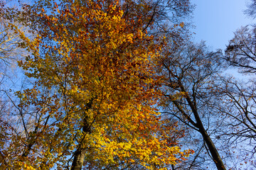 Schöner, bunter Baum im Spätherbst