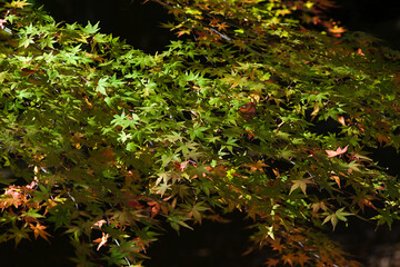 autumn leaves in the forest