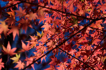 autumn leaves in the sun
