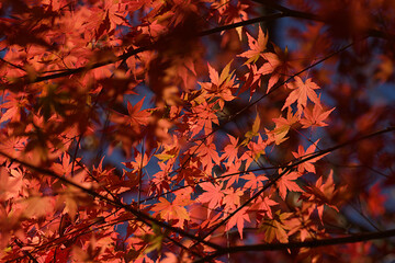 red autumn leaves