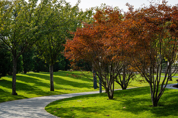 Naklejka premium Japanese maples Acer palmatum with red foliage on bank of pond in stylized Japanese yard. Geometric pattern of decorative wall. Public landscape park Krasnodar. Krasnodar, Russia - October 27, 2020