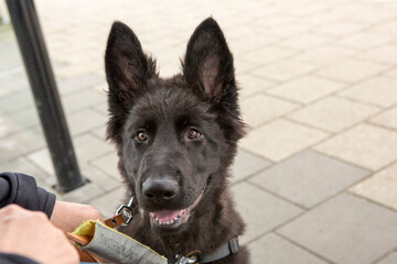 Olg german shepherd pup waiting on the train