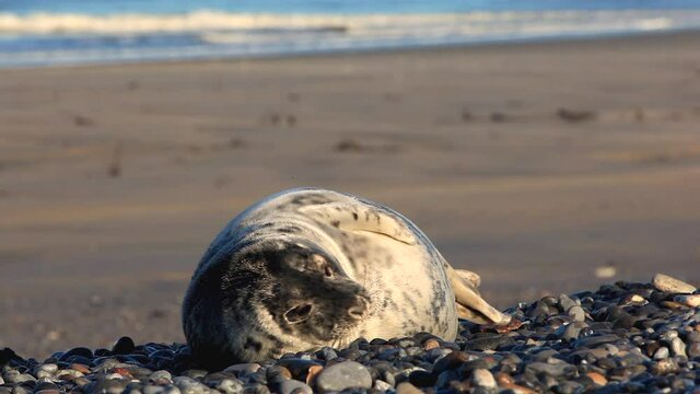 Scenery with Gray Seal on island of Helgoland, Duene, Germany