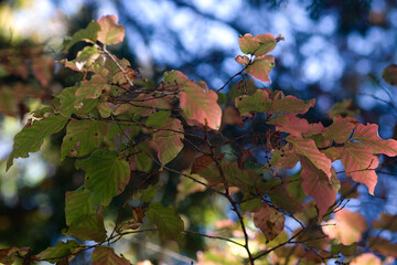 autumn leaves against sky