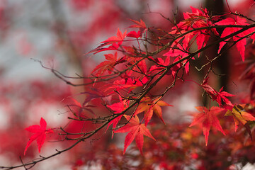 red autumn leaves