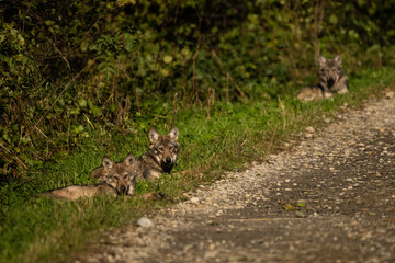 Young Grey Wolf. The Carpathian Mountains. Poland