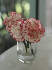 pink Carnation flower in a glass of water on marble table