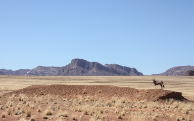 Fototapeta na wymiar Oryx antelope in Namibia, Namib desert. On the D707 road to Sossusvlei. 