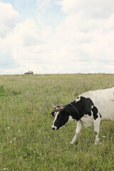 Black-and-white cow in a pasture on a sunny summer day eating grass. Russia. 2021 lifestyle. Chinese calendar new year symbol 