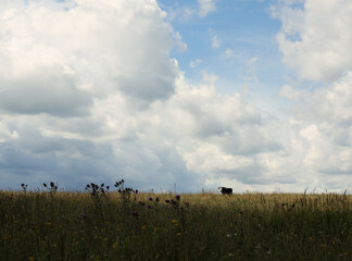 Black-and-white cow in a pasture on a sunny summer day eating grass. Russia. 2021 lifestyle. Chinese calendar new year symbol 