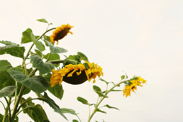 Beautiful yellow sunflower growing in the field in summer. Lifestyle outdoor nature. Rural life and gardening. 