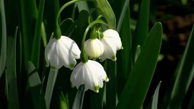 Fr&uuml;hlingsknotenblumen bewegen sich im Wind