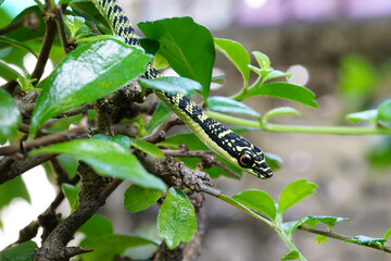 Body of Golden Tree Snake animal wildlife on branch tree background