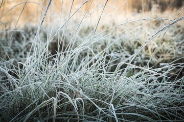 Frozen grass covered with ice crystals during a frosty early winter morning