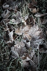 Frozen dry autumn maple leaves with ice crystals during the morning frost at the end of fall or the beginning of winter