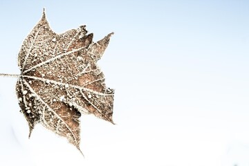Frozen dry one autumn maple leave  isolated with ice crystals during the morning frost at the end...