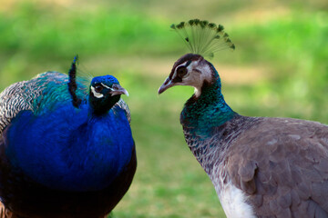 Two peacocks; male and female, looking at each other lovingly on a blur background.