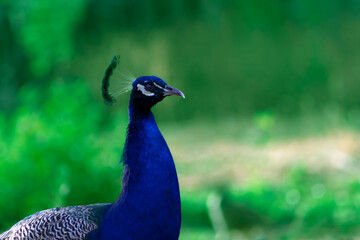 Obraz premium Close up of the cute peacock on a green background