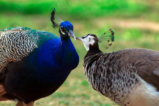 Two peacocks; male and female, looking at each other lovingly on a blur background.